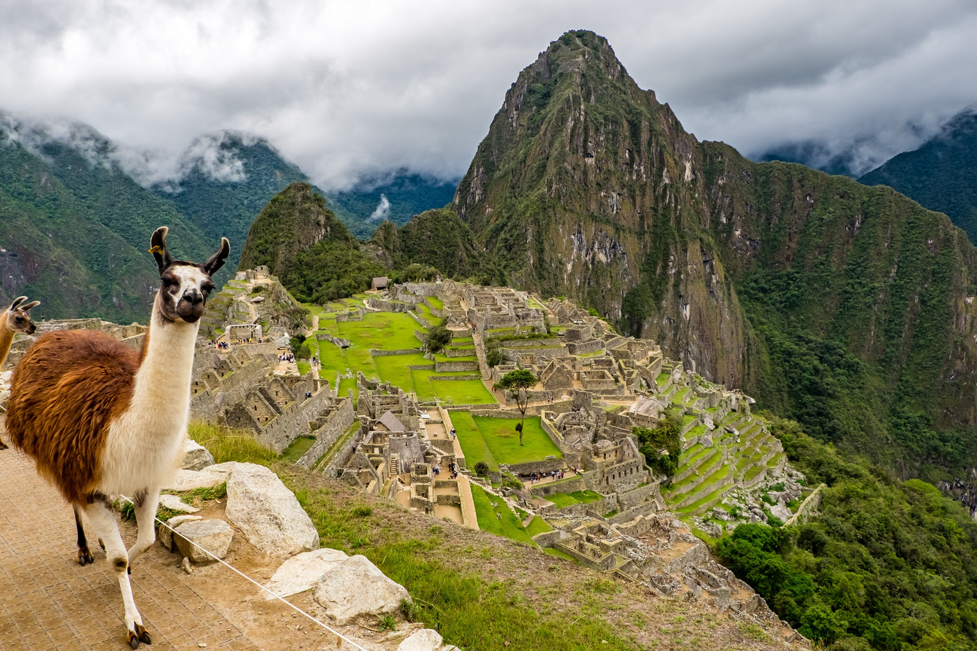 Llama in the Machu Picchu